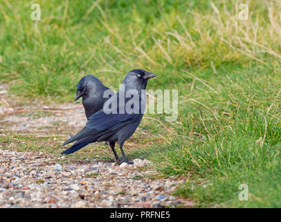Jackdaw Corvus monedula se nourrissant sur les terres agricoles Norfolk Royaume-Uni Banque D'Images