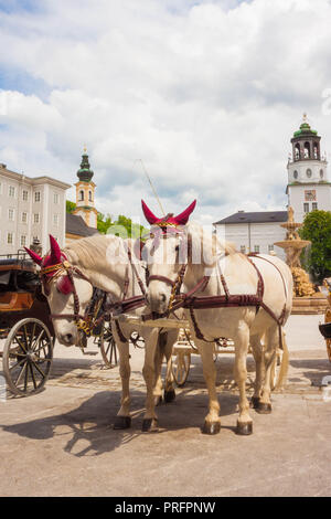 Deux beaux chevaux blancs avec une voiture en attente d'une ride sur Residenzplatz dans la vieille ville de Salzbourg, Autriche Banque D'Images