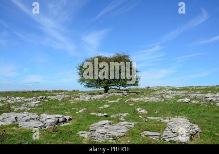 Hawthorn Bush arbustes arbres sur paysage calcaire lYstradfellte Parc national de Brecon Beacons Fforest Fawr Geopark UNESCO Cymru Wales UK GO Banque D'Images