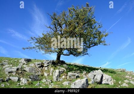 Lone Tree bush Aubépine dans paysage calcaire Ystradfellte Parc national de Brecon Beacons Fforest Fawr Geopark UNESON Cymru Wales UK GO Banque D'Images