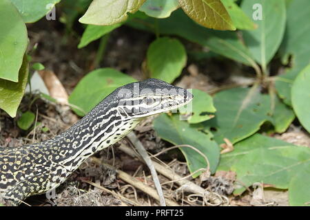 Le Goanna sable ou moniteur de Gould, Varanus gouldii, Chili, Kutini-Payamu (Iron Range National Park), Far North Queensland, Australie Banque D'Images