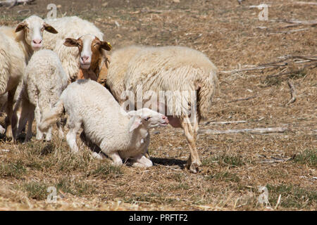 Troupeau de moutons paissant sur les montagne de la Sicile Banque D'Images