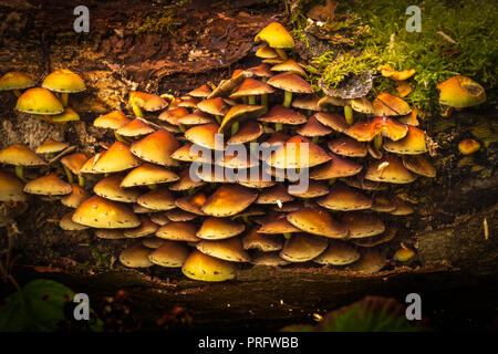 Hypholoma fasciculare, communément connue sous le nom de touffe de soufre, le soufre tuft ou woodlover en cluster Banque D'Images