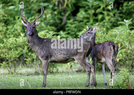 Javan rusa ou Sunda sambar (Rusa timorensis) cerf à Java, Indonésie Banque D'Images