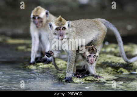 Macaque de crabe (Macaca fascicularis) sur la plage à Java, en Indonésie Banque D'Images