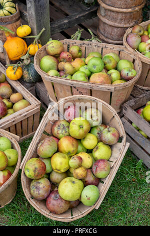 Caisses en bois plein de pommes à Daylesford Organic farm shop festival d'automne. Daylesford, Cotswolds, Gloucestershire, Angleterre Banque D'Images