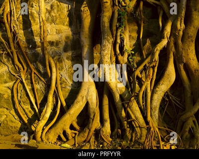 Racines d'un arbre de Neem, MUMBAI, INDE, ASIE Banque D'Images