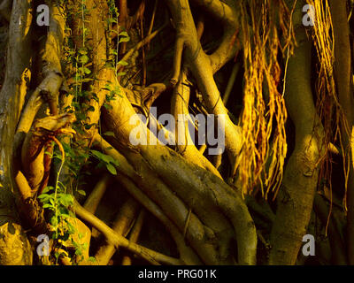 Racines d'un arbre de Neem, MUMBAI, INDE, ASIE Banque D'Images