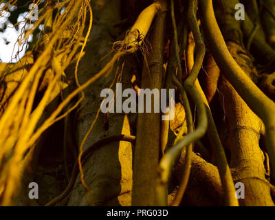 Racines d'un arbre de Neem, MUMBAI, INDE, ASIE Banque D'Images