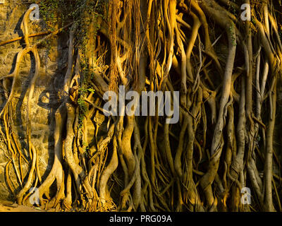 Racines d'un arbre de Neem, MUMBAI, INDE, ASIE Banque D'Images