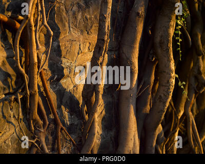 Racines d'un arbre de Neem, MUMBAI, INDE, ASIE Banque D'Images