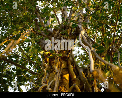 Racines d'un arbre de Neem, MUMBAI, INDE, ASIE Banque D'Images