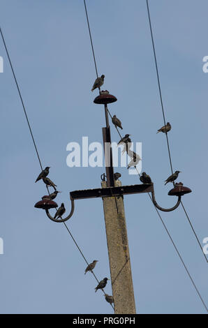 Volée d'étourneaux tachetés assis ensemble sur les lignes de transport d'électricité dans le ciel bleu en arrière-plan Banque D'Images