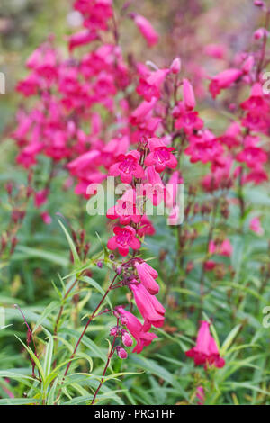 Penstemon fleurs à la fin de l'été. Banque D'Images