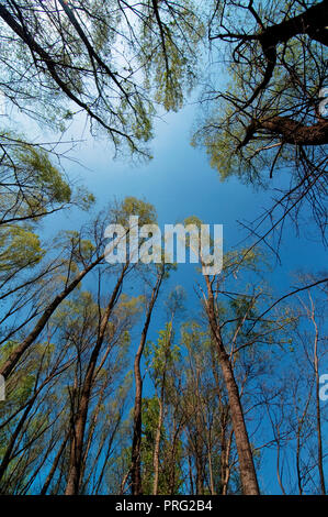 À la recherche de grands arbres, low angle view of sky et la cime des arbres des forêts de feuillus Banque D'Images