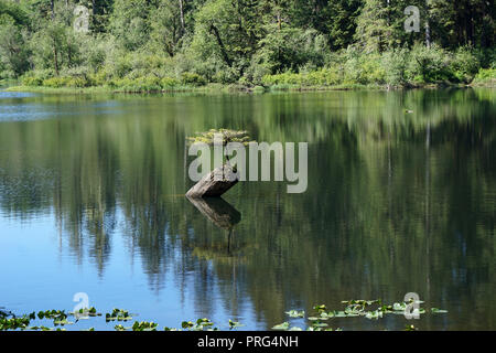 Arbre de vie, sapin au milieu de Fairy Lake, l'île de Vancouver, Canada Banque D'Images