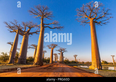 Section d'une route de terre entre Morondava et Belon'i dans la région de Menabe Tsiribihina avec des arbres baobabs Banque D'Images