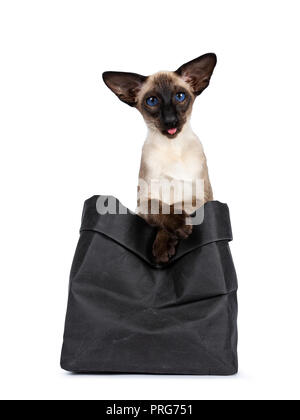 Excellent seal point Siamese Cat kitten assis assis dans le papier noir sac avec deux pattes sur le bord et sticking out tongue looking at camera avec une profonde Banque D'Images