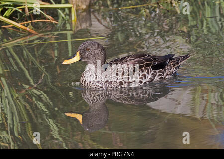 (Anas undulata Yellowbill africains undulata) Banque D'Images