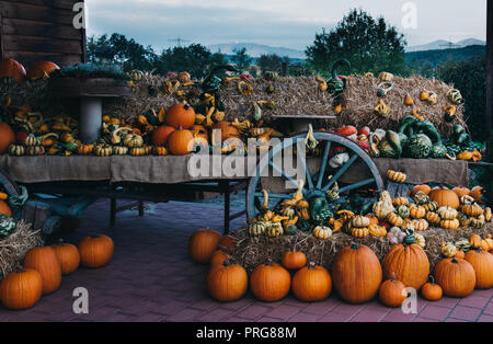 Still Life with automne citrouilles biologiques dans le foin. Banque D'Images