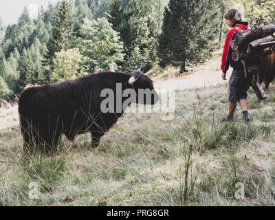 Des bovins des Highlands dans les alpes suisses dans un village isolé dans les bois Banque D'Images