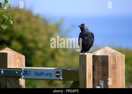 Corvus monedula choucas perché sur une barrière en bois au Royaume-Uni Bempton RSPB réserve à Banque D'Images