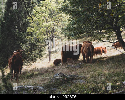 Des bovins des Highlands dans les alpes suisses dans un village isolé dans les bois Banque D'Images