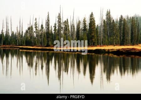 Scène d'automne le long de la rivière Lewis dans Yellwostone National Park Banque D'Images