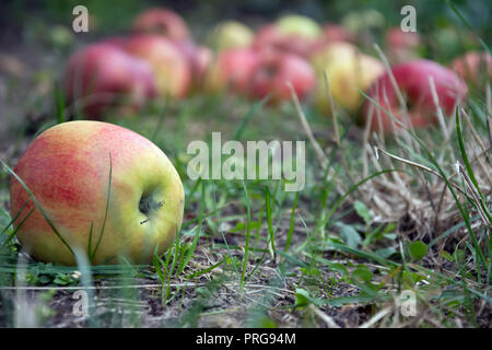 Cadeau de pommes dans un verger avec une pomme rouge et jaune à l'avant-plan Banque D'Images
