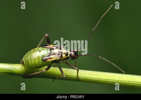 Grypocoris stysi rampant le long de la nymphe tige de la plante. Tipperary, Irlande Banque D'Images