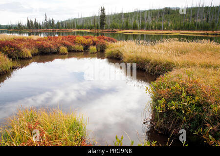 Scène d'automne le long de la rivière Lewis dans Yellwostone National Park Banque D'Images