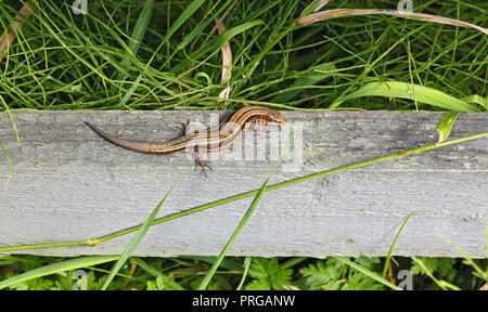 Ou commun Vivaporous (lézard Lacerta vivipara) avec re-queue cultivés de soleil sur Cheshire UK Août 58376 clôture Banque D'Images