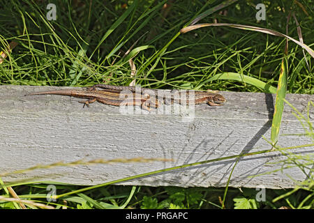 Les Lézards communs ou Vivaporous (Lacerta vivipara) avec une queue repoussée de soleil sur Cheshire UK Août 58487 clôture Banque D'Images