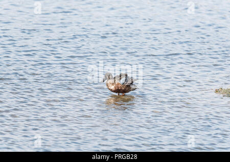L'article du Canard souchet (Spatule clypeata) Banque D'Images