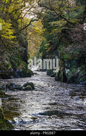 La Fairy Glen sur la rivière (Afon) Conway près de Betws-Y-coed National de Snowdonia au nord du Pays de Galles UK Octobre 3441 Banque D'Images