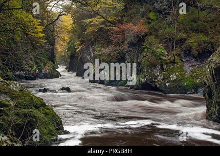 La Fairy Glen sur la rivière (Afon) Conway près de Betws-Y-coed National de Snowdonia au nord du Pays de Galles UK Octobre 3531 Banque D'Images