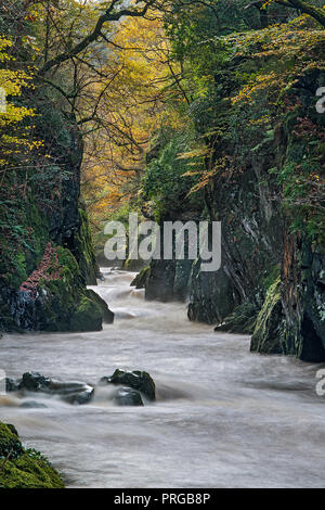 La Fairy Glen sur la rivière (Afon) Conway près de Betws-Y-coed National de Snowdonia au nord du Pays de Galles UK Octobre 4543 Banque D'Images