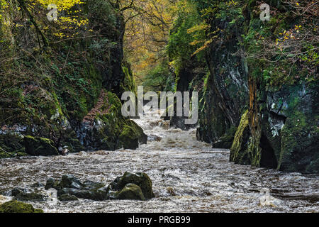 La Fairy Glen sur la rivière (Afon) Conway près de Betws-Y-coed National de Snowdonia au nord du Pays de Galles UK Octobre 4655 Banque D'Images