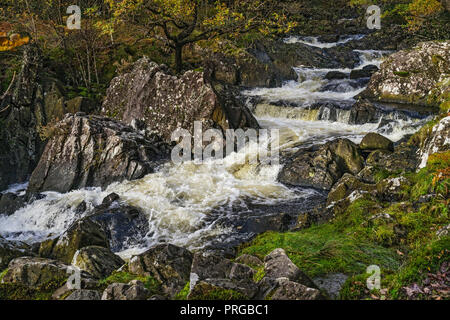 Une section de la turbulente d'Afon (rivière) Gamlan circulant dans le Coed Ganllwyd Réserve naturelle nationale dans le Coed-Y-Brenin Forest Banque D'Images