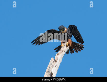 Bat Falcon avec un bâton dans ses serres. Banque D'Images