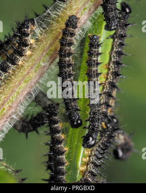 Les chenilles de papillon paon se nourrissant d'ortie. Tipperary, Irlande Banque D'Images