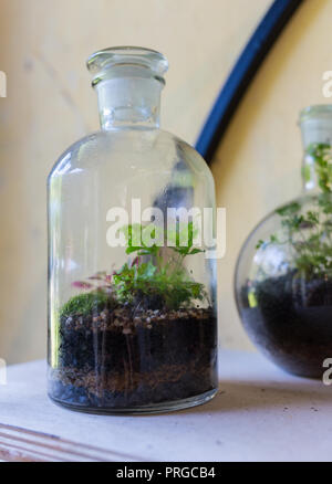 Les plantes poussent dans les pots en verre, un problème de l'écologie Banque D'Images