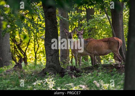 Troupeau de red deer (Cervus elaphus) femmes / hinds en forêt en automne / fall Banque D'Images