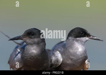 Guifette noire (Chlidonias niger) close up of pair en plumage nuptial au printemps Banque D'Images