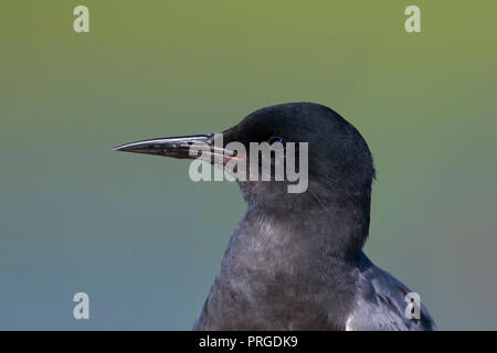 Portrait de la guifette noire (Chlidonias niger) en plumage nuptial au printemps Banque D'Images