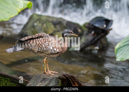 Sunbittern (Eurypyga helias) le long de la quête d'eau, originaire de régions tropicales des Amériques Banque D'Images