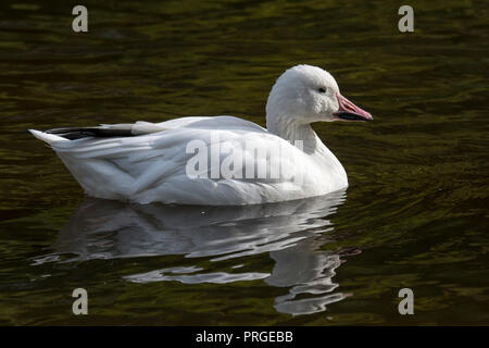 Oie des neiges (Anser caerulescens) Nager dans le lac Banque D'Images