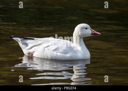 Oie des neiges (Anser caerulescens) Nager dans le lac Banque D'Images