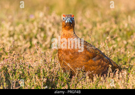 Lagopède des saules dans l'habitat naturel de Heather et de graminées sur Grouse Moor au Royaume-Uni. Nom scientifique : Lagopus lagopus scotica. L'horizontale Banque D'Images