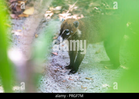 Timide et affectueux Coati ou coatimundi avec lassitude peeking through une lacune dans les transats dans un Mexique un all inclusive beach resort je cherche pour l'alimentation Banque D'Images